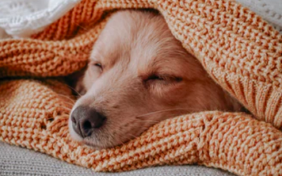 Is Your Furnace Surviving the Cold? Check with these Steps!