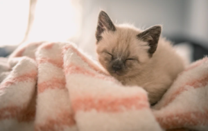 furnace surviving cat relaxing in bed with blanket