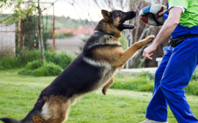 3 MUST KNOW Home Maintenance Tips for Dog Owners